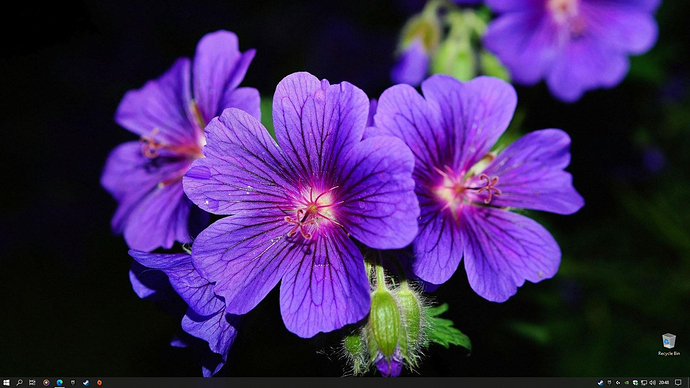 Violet Flower