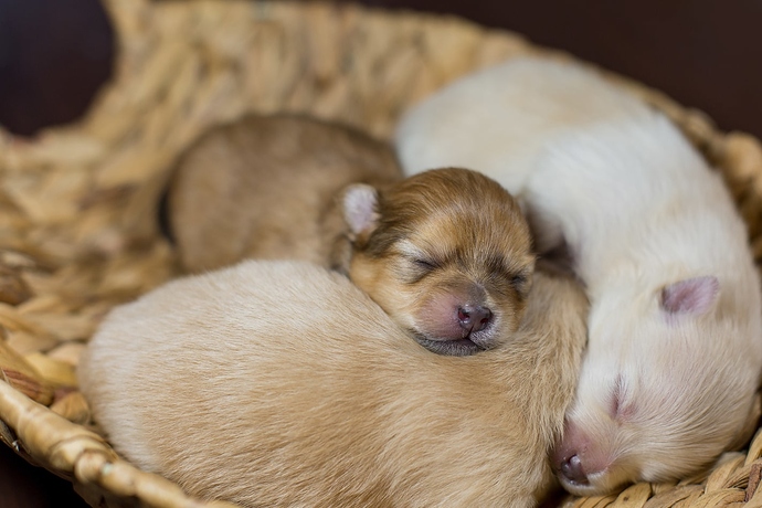 newborn-pomeranian-puppies-sleeping-SW