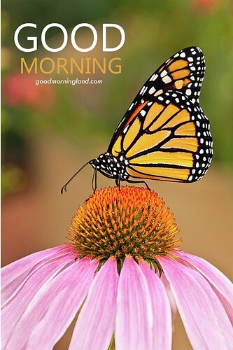 Good-Morning-Butterfly-On-A-Purple-Coneflower-Images
