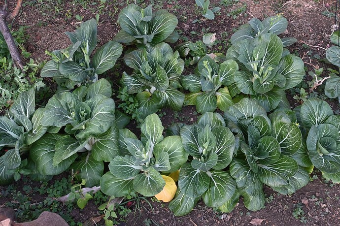 pak_choi