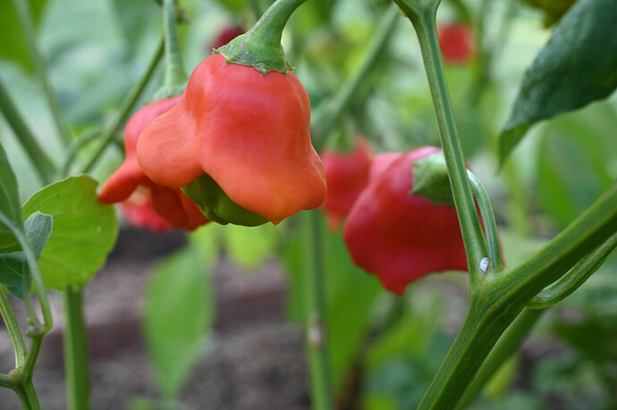 bell_chillies