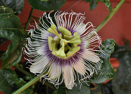 granadilla_flower