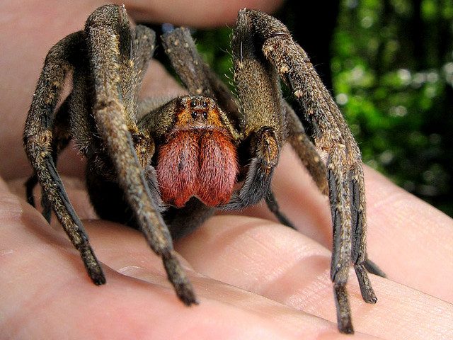 Brazilian-Wandering-spider