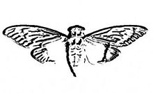 Cicada_3301_logo